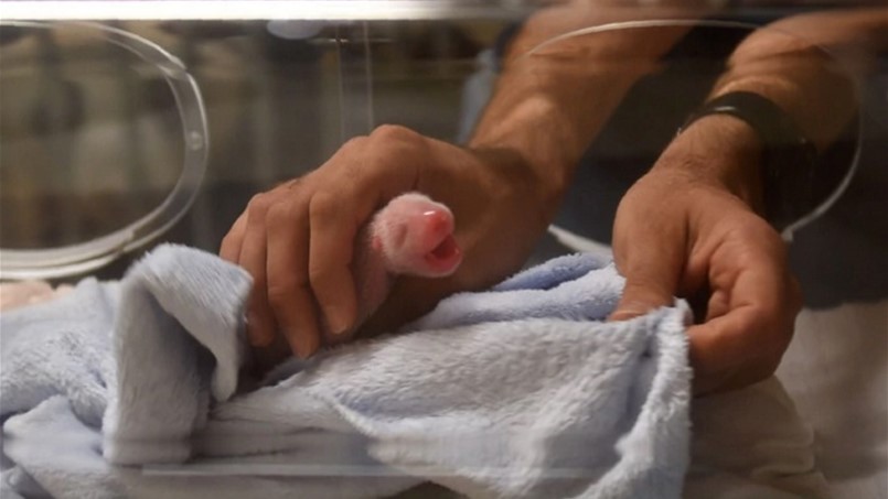 أول باندا تولد في فرنسا