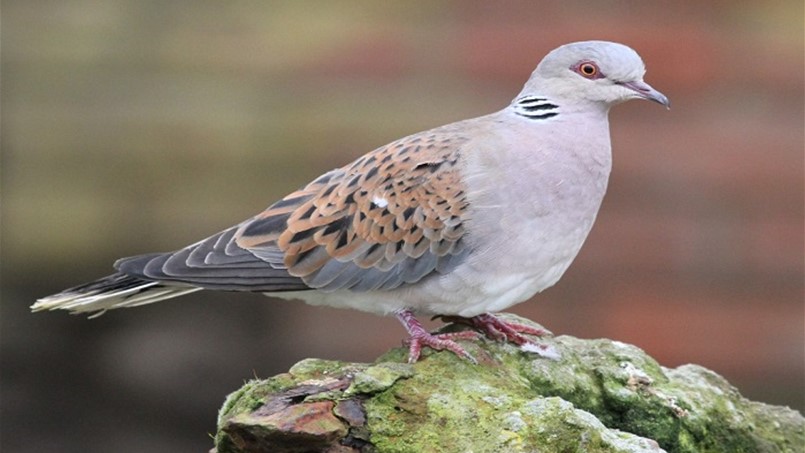 معلومات عن الطيور والحيوانات المسموح صيدها...كتب باسل الخطيب