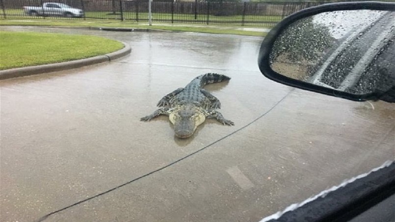 ​ظهور تماسيح في الشوارع