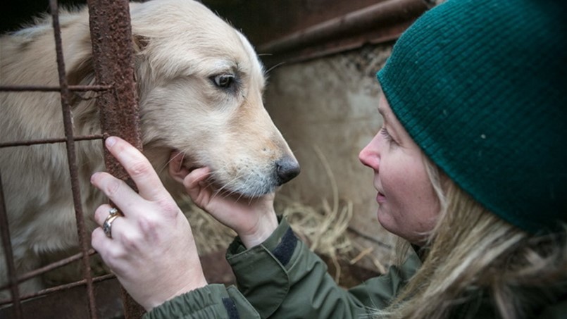 خطوات عالمية للحدّ من تجارة وتتاول لحم الكلاب