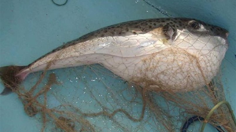 لبنان يحذر من تناول هذه السمكة