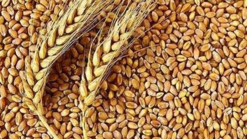 أسعار القمح تتراجع بالحد الأقصى المسموح به