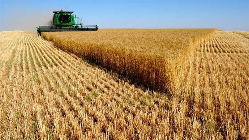ردة فعل أسعار القمح على القرار الروسي