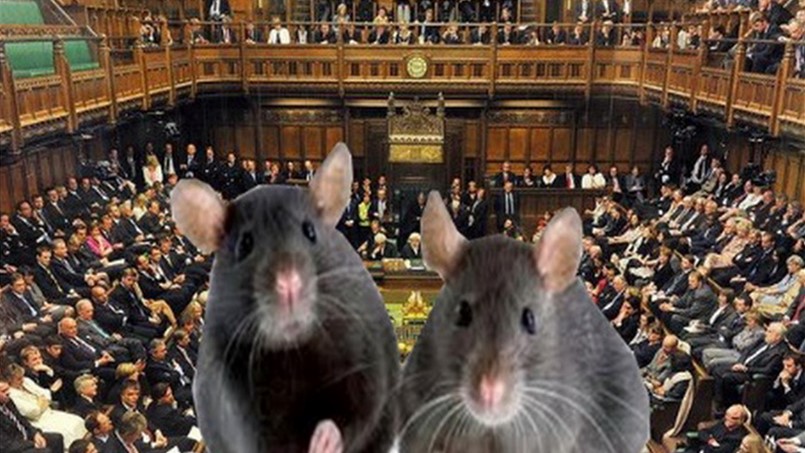 ماذا فعلت الفئران بنواب بريطانيا ؟