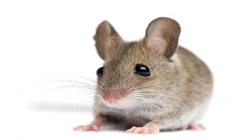 هل صدف ان تفاجأت بطائرة على متنها فأر ؟