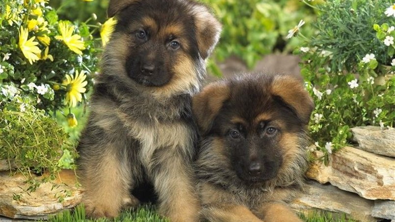 كلب يتحكّم بمنصب سفير كولومبيا !