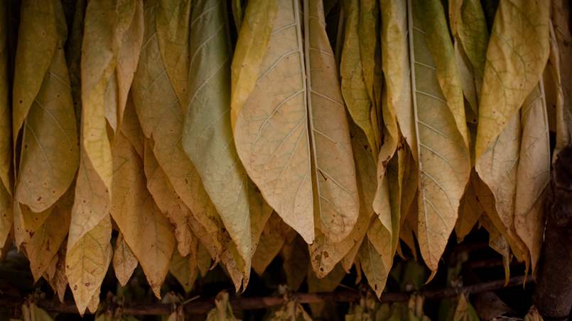 تكنولوجيا التبغ المُسخن.. حائط صد للحفاظ على البيئة وبديل أفضل من &quot;الدخان&quot;