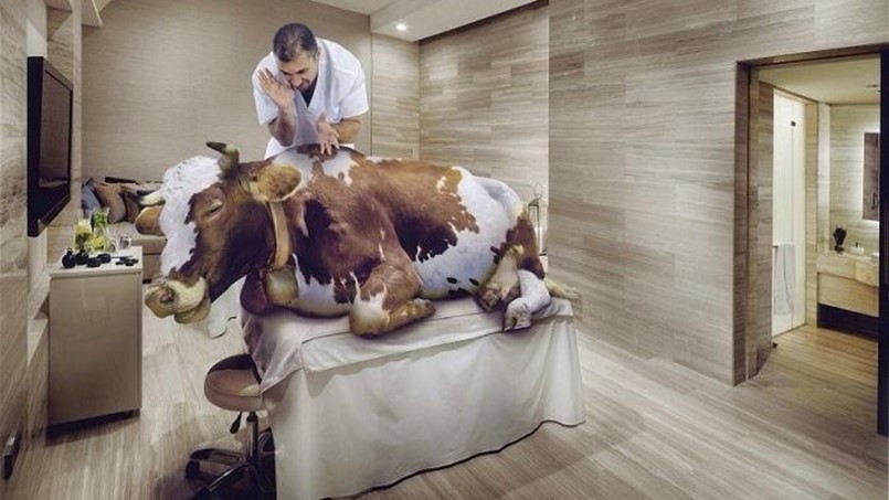 بقرة تخضع لمسّاج وتشرب الجعة !