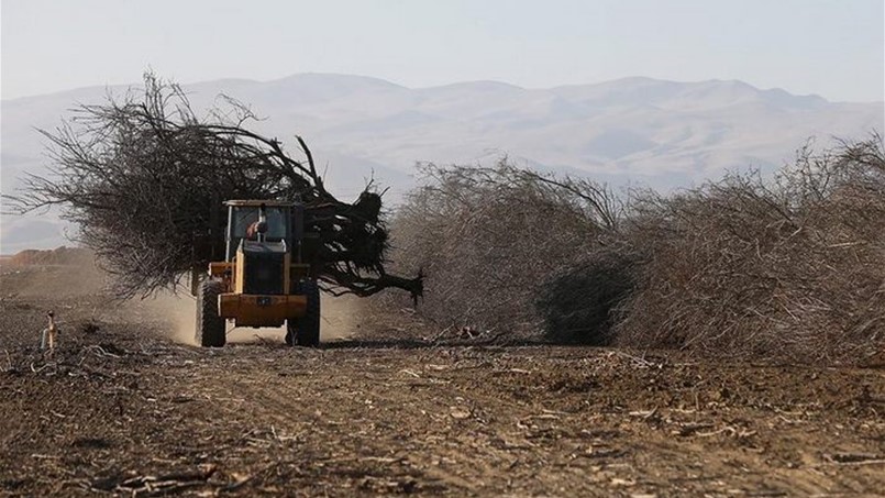 البيئة النظيفة تخسر ملايين الاشجار سنوياً