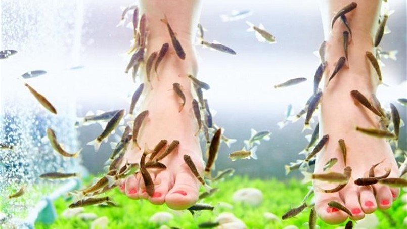 ماهي فوائد الاسماك التي تتغذى بجلد المرضى!!