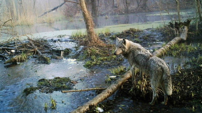 هذا ما حصل للحيوانات بعد ٣٠ عاما على تشرنوبيل