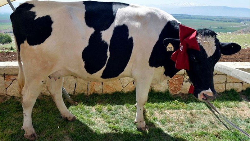 قروض مصرفية من بنك BML لشراء بقرة حامل ولها جواز سفر